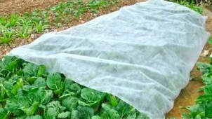 浙江农用无纺布在温室蔬菜培养中得到了广泛的运用。